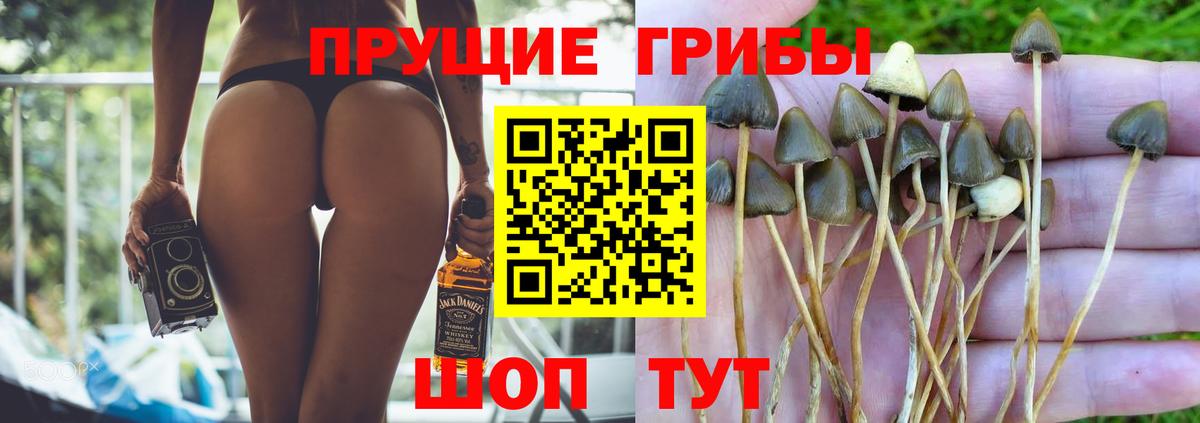 Чебаркуль  Галлюциногенные грибы прущие грибы  Галлюциногенные грибы прущие грибы  Вход с VPN 